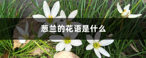 葱兰的花语是什么