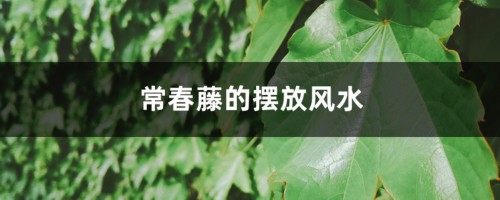 常春藤的摆放风水