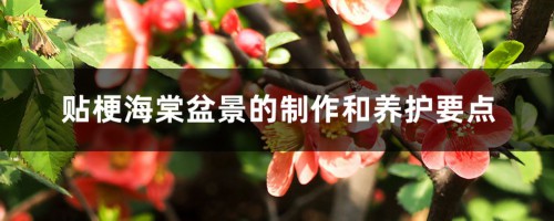 贴梗海棠盆景的制作和养护要点