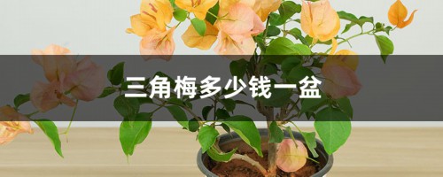 三角梅多少钱一盆