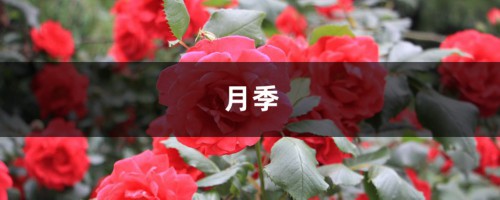 月季防暑大作战！3招轻松就搞定，花开不断挤爆盆！