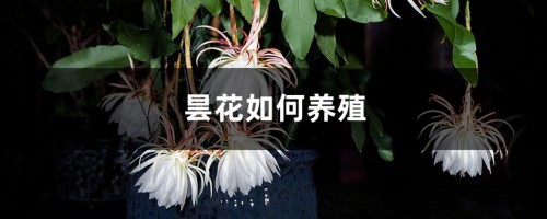 昙花如何养殖