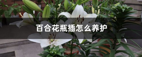 百合花瓶插怎么养护