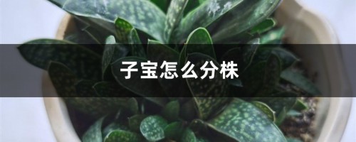 子宝怎么分株